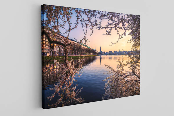 Leinwand | Kirschblüten in Hamburg