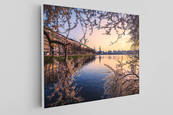 Leinwand | Kirschblüten in Hamburg