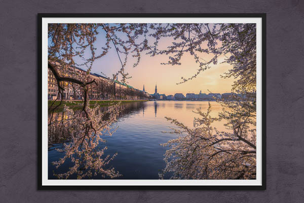 Poster / Kunstdruck | Kirschblüten in Hamburg