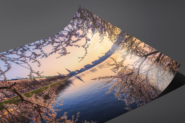 Kunstdruck / Poster | Kirschblüten in Hamburg