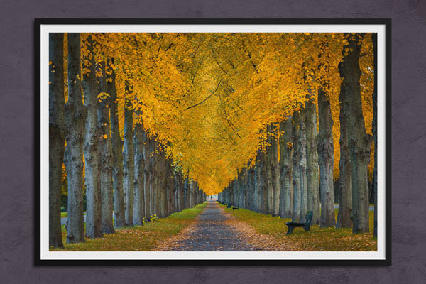 Poster / Kunstdruck | Herrenhäuser Gärten in Hannover im Herbst
