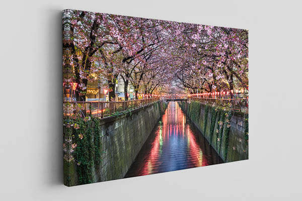 Canvas | Cherry blossom trees in Tokyo