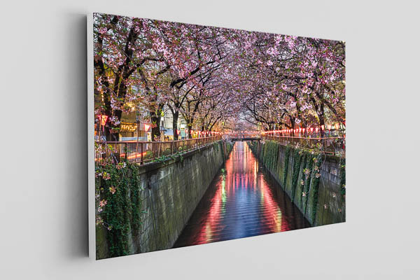 Canvas | Cherry blossom trees in Tokyo