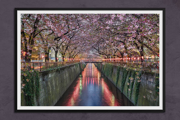 Fine Art Print | Cherry blossom trees in Tokyo