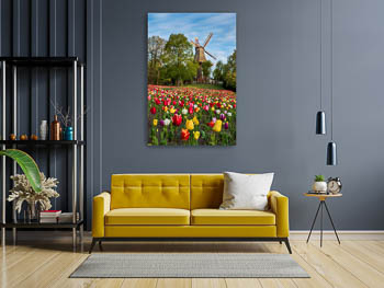 Wall Art | Tulips at the windmill in Bremen
