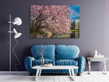 Wall Art | Cherry blossoms in Hamburg
